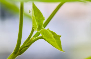 Paulownia 'nın en hızlı büyüyen ağacının gövdesinde yeni bir yaprak.