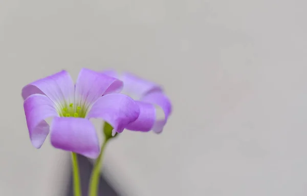 Blühende Blume Aus Lila Dreieckigen Sauren Nahaufnahme — Stockfoto