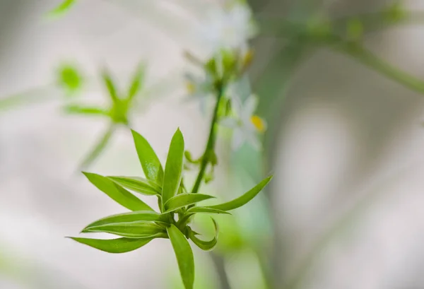 Floração Ramo Uma Planta Sala Clorophytum — Fotografia de Stock