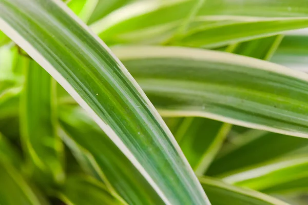 Молодые Листья Хлорофития Растений — стоковое фото