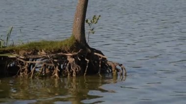Gün batımından önce yaz gölü manzarası