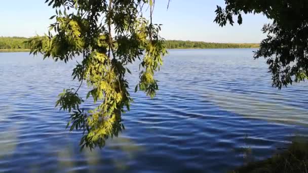 Paisagem Lago Verão Tarde Antes Pôr Sol — Vídeo de Stock