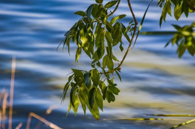 Gün batımından önce yaz gölü manzarası