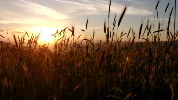 Veldlandschap Met Graanoogst Bij Zonsondergang Hooglanden — Stockvideo