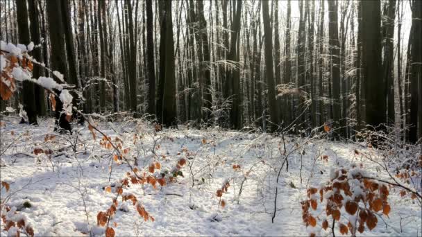Χειμερινό Τοπίο Των Ορεινών Δασών Μια Ηλιόλουστη Μέρα — Αρχείο Βίντεο