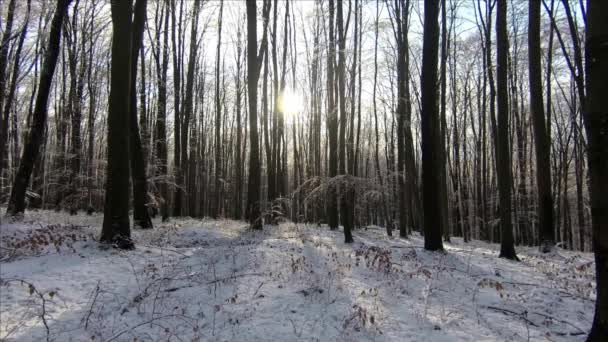 Paesaggio Invernale Foresta Montagna Una Giornata Sole — Video Stock