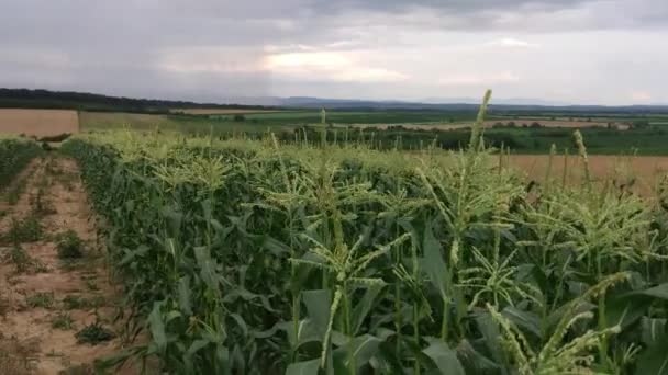 구름낀 새로운 옥수수를 수확하는 — 비디오