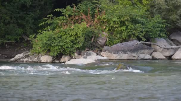 Pejzaż Pełni Płynącej Górskiej Rzeki Letni Wieczór — Wideo stockowe