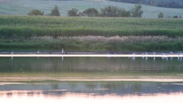 Wasservögel Auf Einem Sommersee Bei Sonnenuntergang — Stockvideo