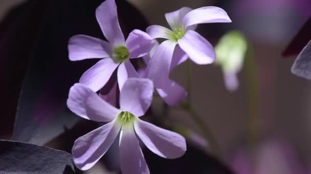 Flor Florescente Púrpura Ácido Triangular Perto — Vídeo de Stock