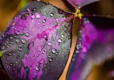 Mor üçgen asit damlalarıyla kaplayın. 