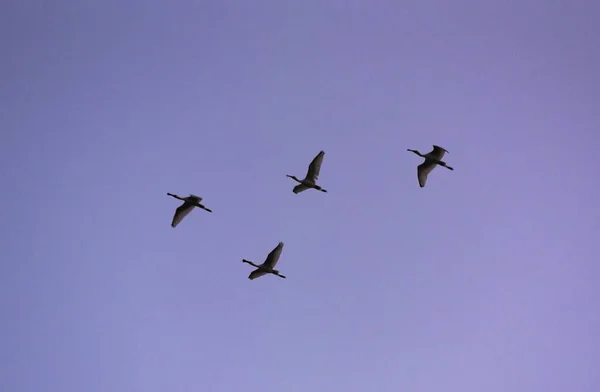 Flock Egrets Flying Sunset Sky — Stock Photo, Image