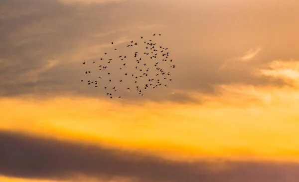 Gün Batımında Uçan Küçük Bir Kuş Sürüsü — Stok fotoğraf