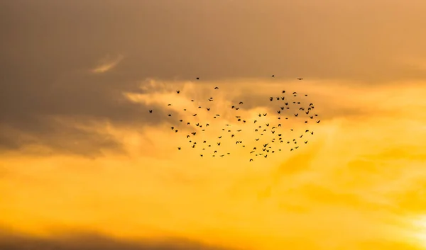 Bando Pequenos Pássaros Voando Céu Pôr Sol — Fotografia de Stock