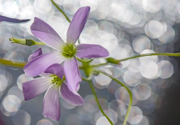 Floare Înfloritoare Acid Triunghiular Violet Aproape — Fotografie, imagine de stoc