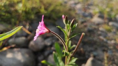 Nadir bulunan mor dağ çiçekleri.