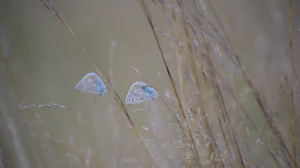 Schmetterling Seiner Natürlichen Umgebung — Stockvideo