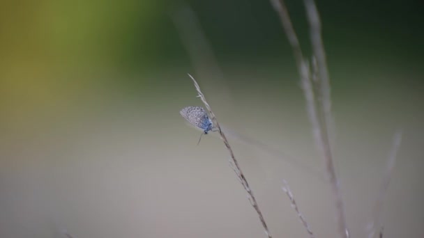 Schmetterling Seiner Natürlichen Umgebung — Stockvideo