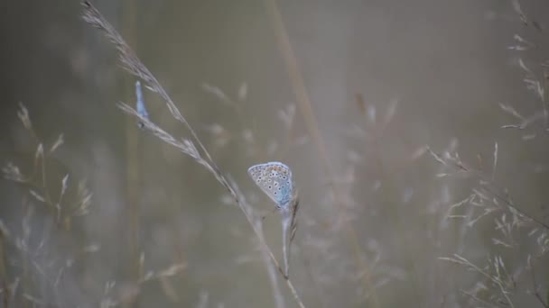 Schmetterling Seiner Natürlichen Umgebung — Stockvideo