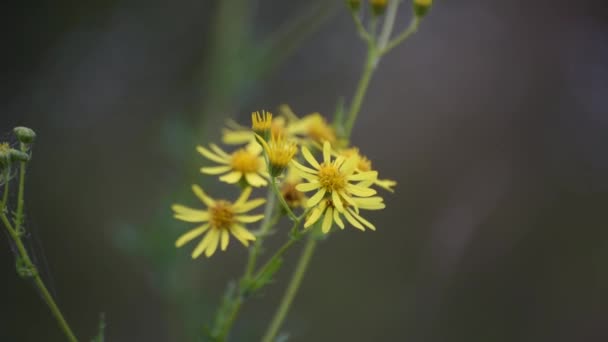 Kvetoucí Květenství Žlutých Divokých Květin — Stock video