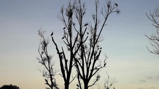 Svartvita Storkar Flockas Ett Träd För Att Flyga Till Varma — Stockvideo