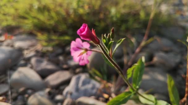 Flor Montaña Costera Púrpura Rara — Vídeo de stock