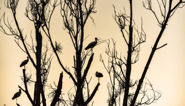 Siyah ve beyaz leylekler sıcak ülkelere uçmak için bir ağaca üşüşüyorlar.