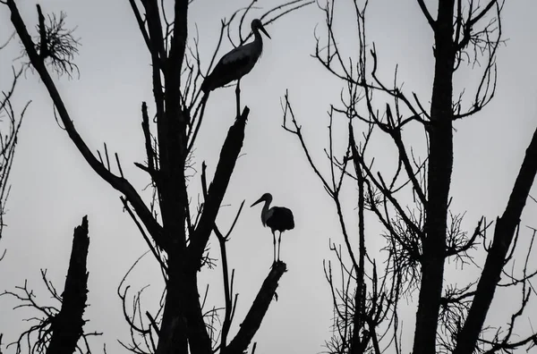 Schwarz Und Weißstörche Schwärmen Auf Einem Baum Aus Heiße Länder — Stockfoto