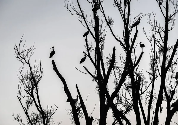 Zwarte Witte Ooievaars Zwermen Een Boom Naar Hete Landen Vliegen — Stockfoto