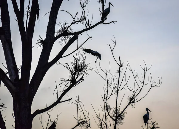 Чорно Білі Пакунки Збираються Дереві Щоб Полетіти Гарячі Країни — стокове фото