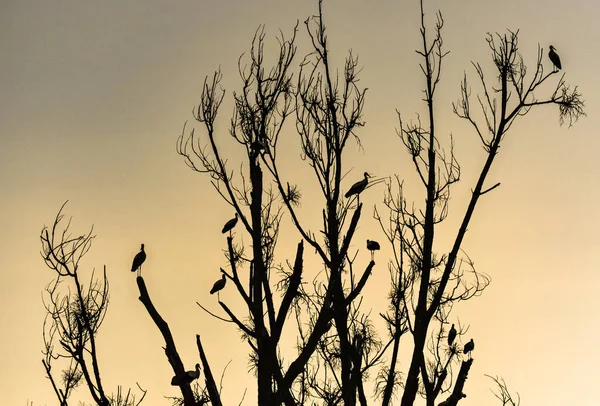 Siyah Beyaz Leylekler Sıcak Ülkelere Uçmak Için Bir Ağaca Üşüşüyorlar — Stok fotoğraf