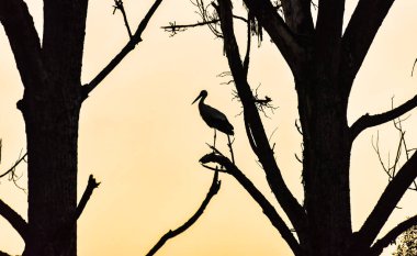 Yaşlı bir ağacın dalında siyah beyaz leylek