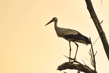 Yaşlı bir ağacın dalında siyah beyaz leylek