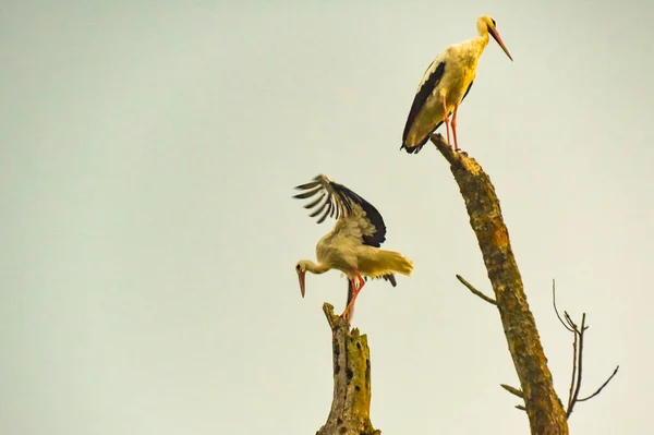 Paar Zwart Witte Ooievaars Tak Van Een Oude Boom — Stockfoto