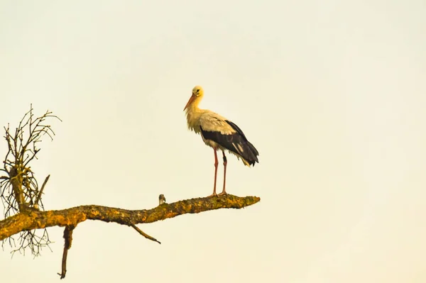 Cigogne Noire Blanche Sur Branche Vieil Arbre — Photo