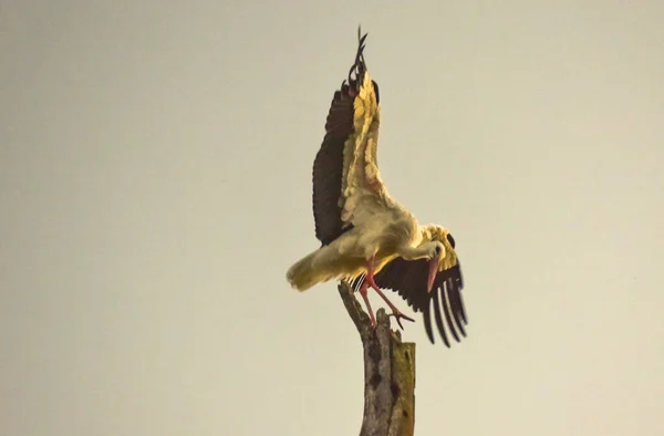 Schwarz Weißstorch Manövriert Mit Den Flügeln Auf Einem Ast Eines — Stockfoto