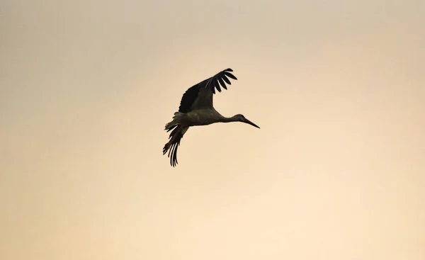 Silhouette Eines Schwarz Weißen Storchs Flug Zur Stunde Des Sonnenuntergangs — Stockfoto