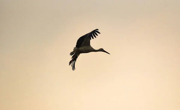 Silhouette Une Cigogne Noire Blanche Vol Heure Coucher Soleil — Photo