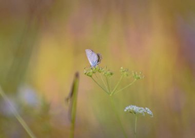 Kelebek doğal ortamında