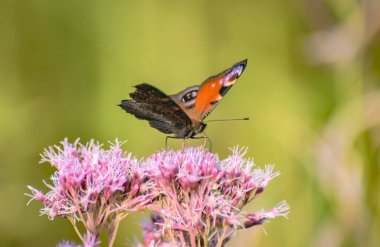 Kelebek doğal ortamında