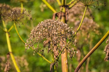 Tohumları olan zehirli bir bitkinin enfeksiyonu.