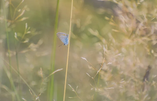 Mariposa Entorno Natural — Foto de Stock