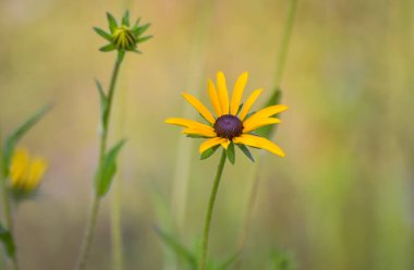Açan vahşi Kudüs enginar çiçeği Yaklaş