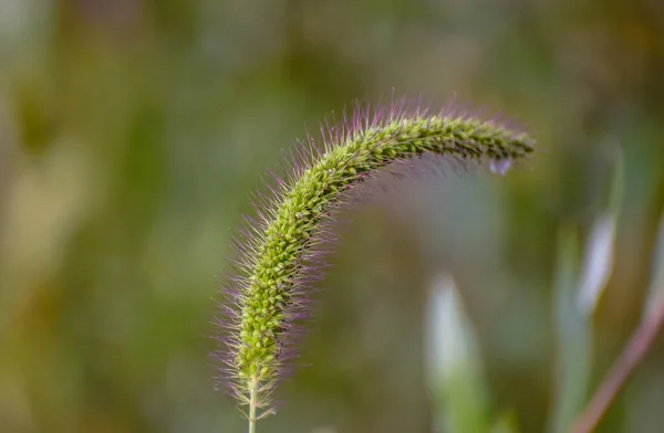 Beautiful Play Sun Coastal Plant — Stock Photo, Image