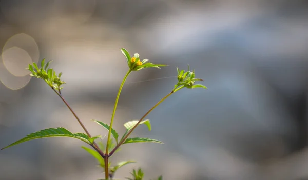 Belo Jogo Sol Uma Planta Costeira — Fotografia de Stock