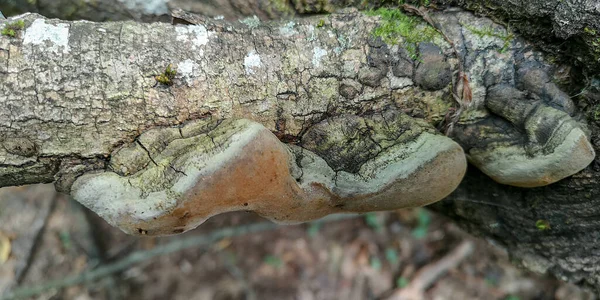 木の上で育つチャガキノコ — ストック写真