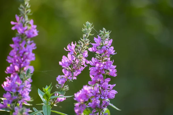 Raro Fiore Montagna Costiero Viola — Foto Stock