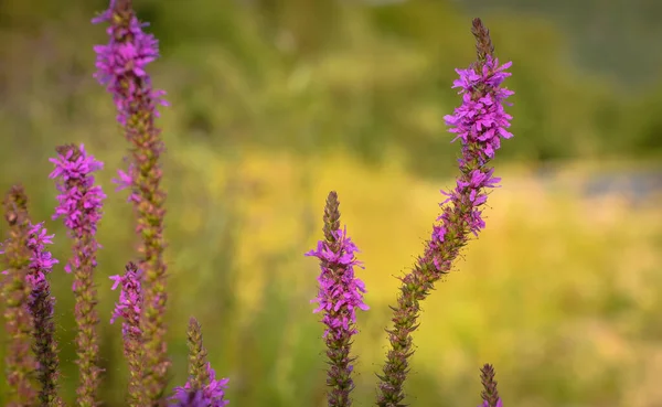 Raro Fiore Montagna Costiero Viola — Foto Stock