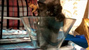 Evde oynayan kedi yavrusu.