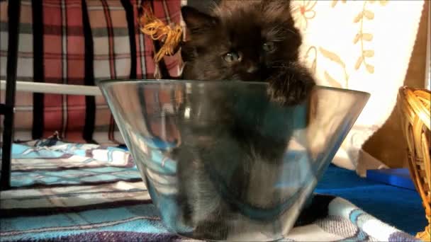 Домашній Кіт Кошеня Грає Вдома — стокове відео